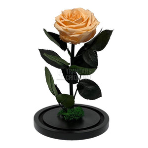 Trandafir Criogenat piersica Ø8cm in cupola de sticla, cu mesaj - Trandafir-Criogenat.ro