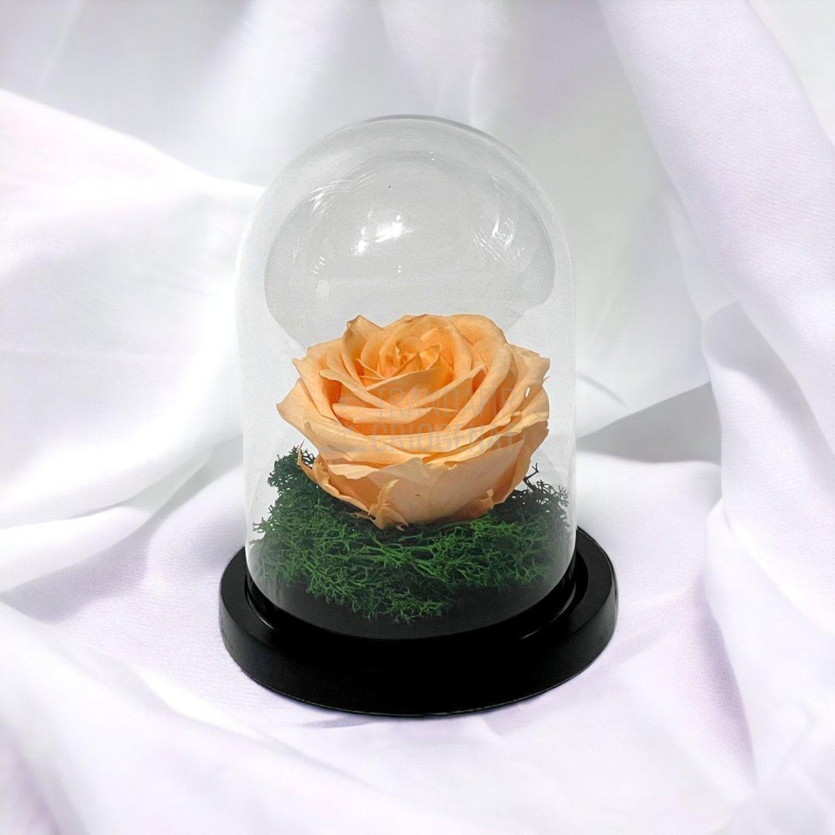 Trandafir Criogenat piersica Ø8cm in cupola sticla 10x15cm - Trandafir-Criogenat.ro