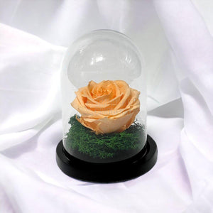 Trandafir Criogenat piersica Ø8cm in cupola sticla 10x15cm - Trandafir-Criogenat.ro