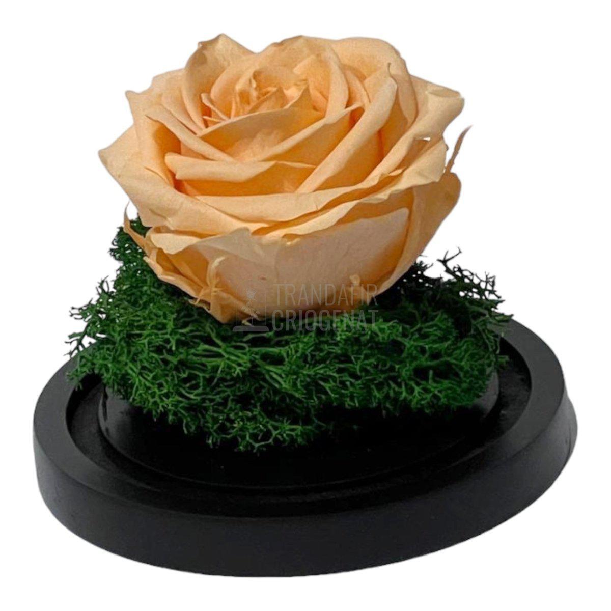Trandafir Criogenat piersica Ø8cm in cupola sticla 10x15cm - Trandafir-Criogenat.ro