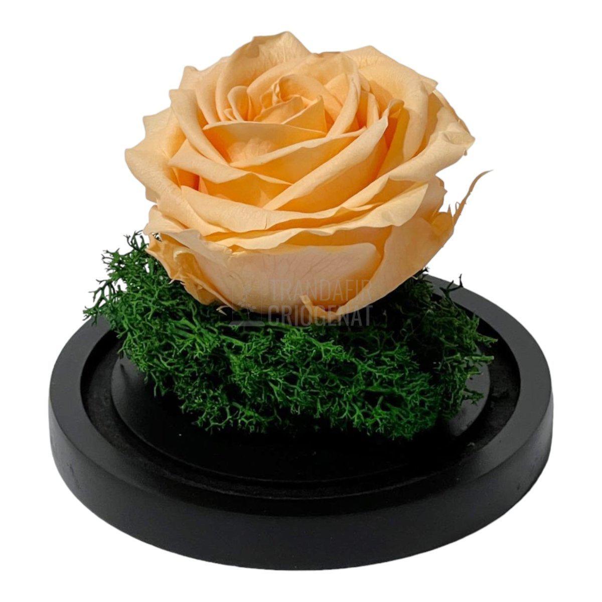 Trandafir Criogenat piersica Ø8cm in cupola sticla 10x15cm - Trandafir-Criogenat.ro