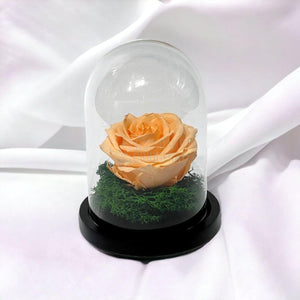 Trandafir Criogenat piersica Ø8cm in cupola sticla 10x15cm - Trandafir-Criogenat.ro