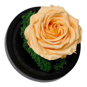 Trandafir Criogenat piersica Ø8cm in cupola sticla 10x15cm - Trandafir-Criogenat.ro