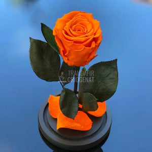 Trandafir Criogenat portocaliu Ø6,5cm in cupola de sticla - Trandafir-Criogenat.ro