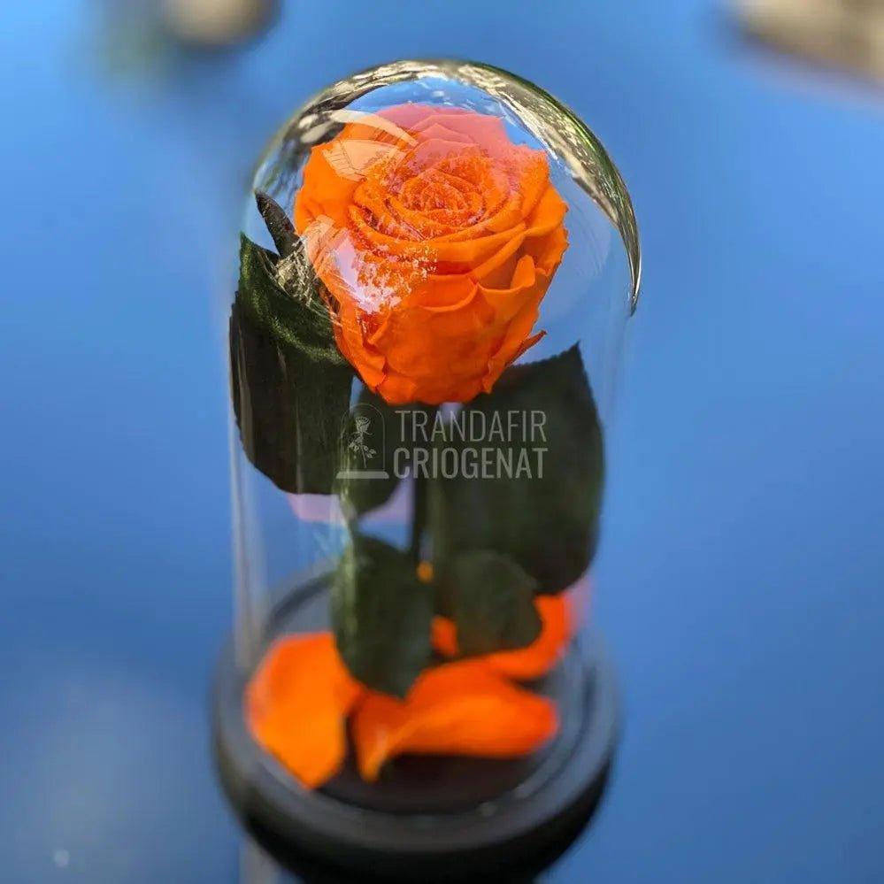 Trandafir Criogenat portocaliu Ø6,5cm in cupola de sticla - Trandafir-Criogenat.ro