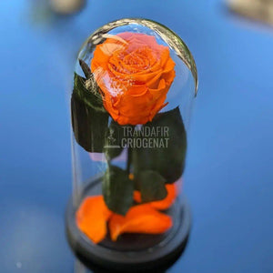 Trandafir Criogenat portocaliu Ø6,5cm in cupola de sticla - Trandafir-Criogenat.ro