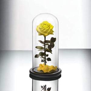 Trandafir Criogenat premium galben Ø8cm in cupola 12x25cm - Trandafir-Criogenat.ro