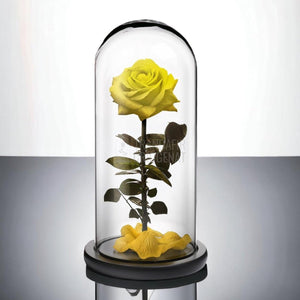 Trandafir Criogenat premium galben Ø8cm in cupola 12x25cm - Trandafir-Criogenat.ro