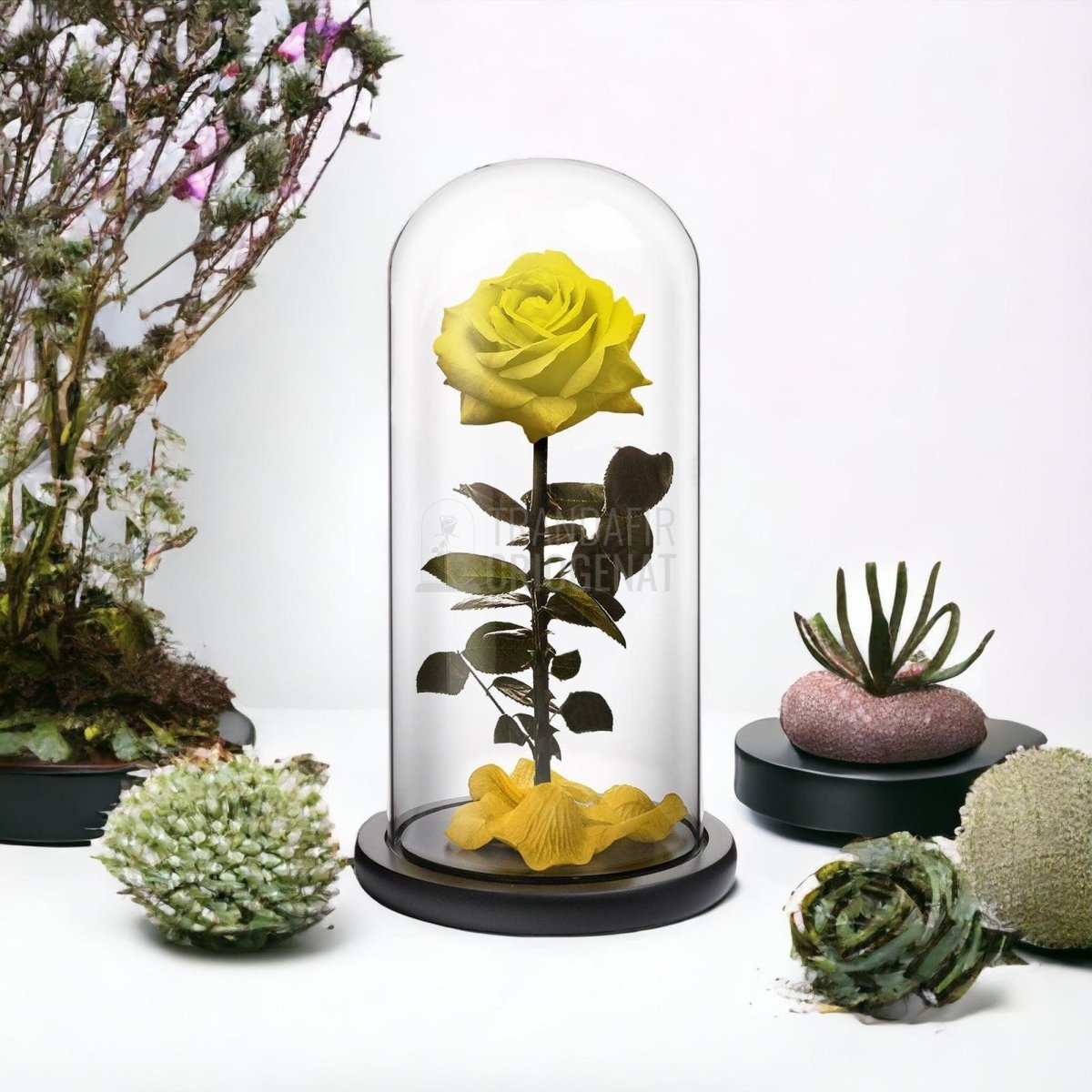 Trandafir Criogenat premium galben Ø8cm in cupola 12x25cm - Trandafir-Criogenat.ro