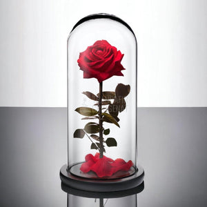 Trandafir Criogenat premium rosu Ø8cm in cupola sticla 12x25cm - Trandafir-Criogenat.ro
