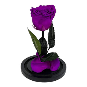 Trandafir Criogenat purpuriu deschis Ø6,5cm in cupola sticla - Trandafir-Criogenat.ro