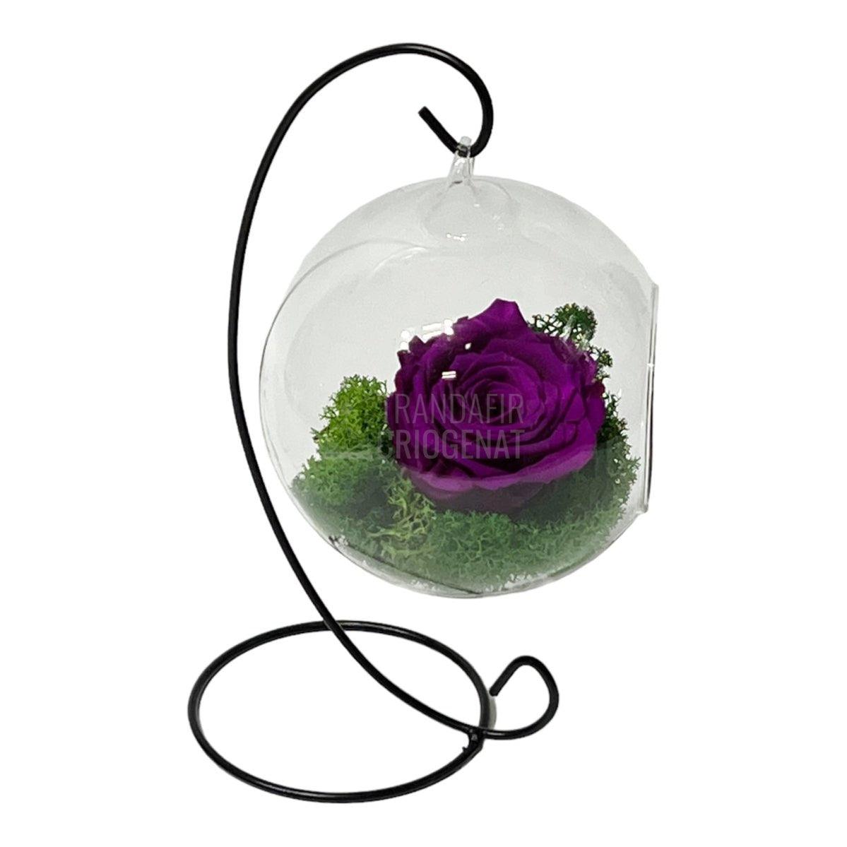 Trandafir Criogenat purpuriu in glob sticla suspendat Ø12cm - Trandafir-Criogenat.ro