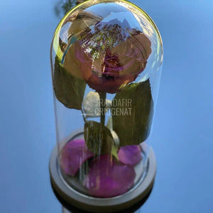 Trandafir Criogenat purpuriu inchis Ø6,5cm in cupola 10x20cm - Trandafir-Criogenat.ro