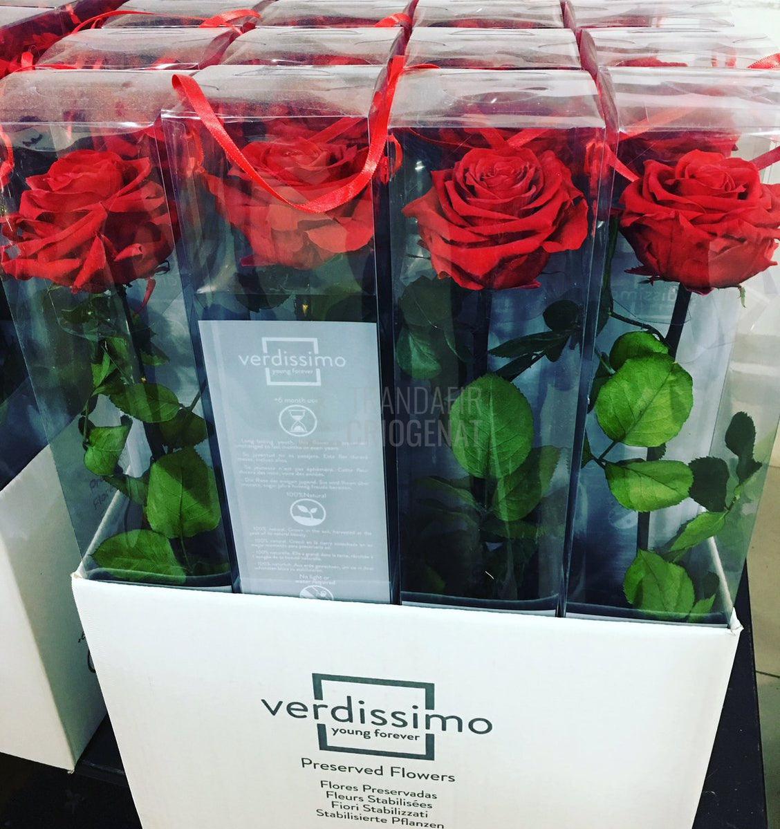 Trandafir Criogenat rosu Amorosa Premium in cutie cadou - Trandafir-Criogenat.ro
