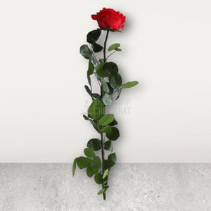 Trandafir Criogenat rosu Amorosa Premium in cutie cadou - Trandafir-Criogenat.ro