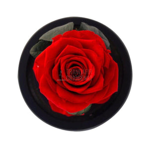 Trandafir Criogenat rosu cu dia. Ø6,5cm in cupola 10x20cm - Trandafir-Criogenat.ro
