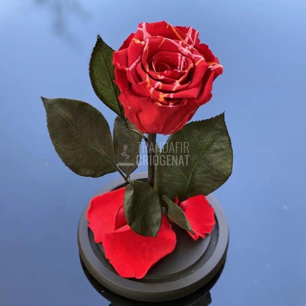 Trandafir Criogenat rosu festival Ø6,5cm in cupola 10x20cm - Trandafir-Criogenat.ro