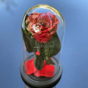 Trandafir Criogenat rosu festival Ø6,5cm in cupola 10x20cm - Trandafir-Criogenat.ro