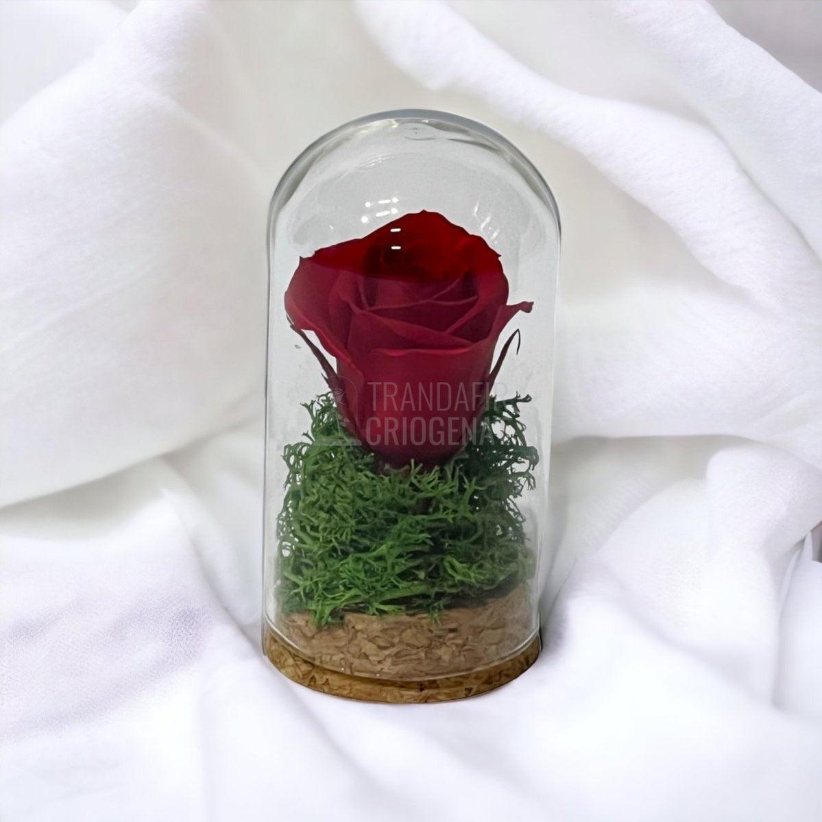 Trandafir Criogenat rosu in cupola sticla 5x9,5cm (marturie) - Trandafir-Criogenat.ro
