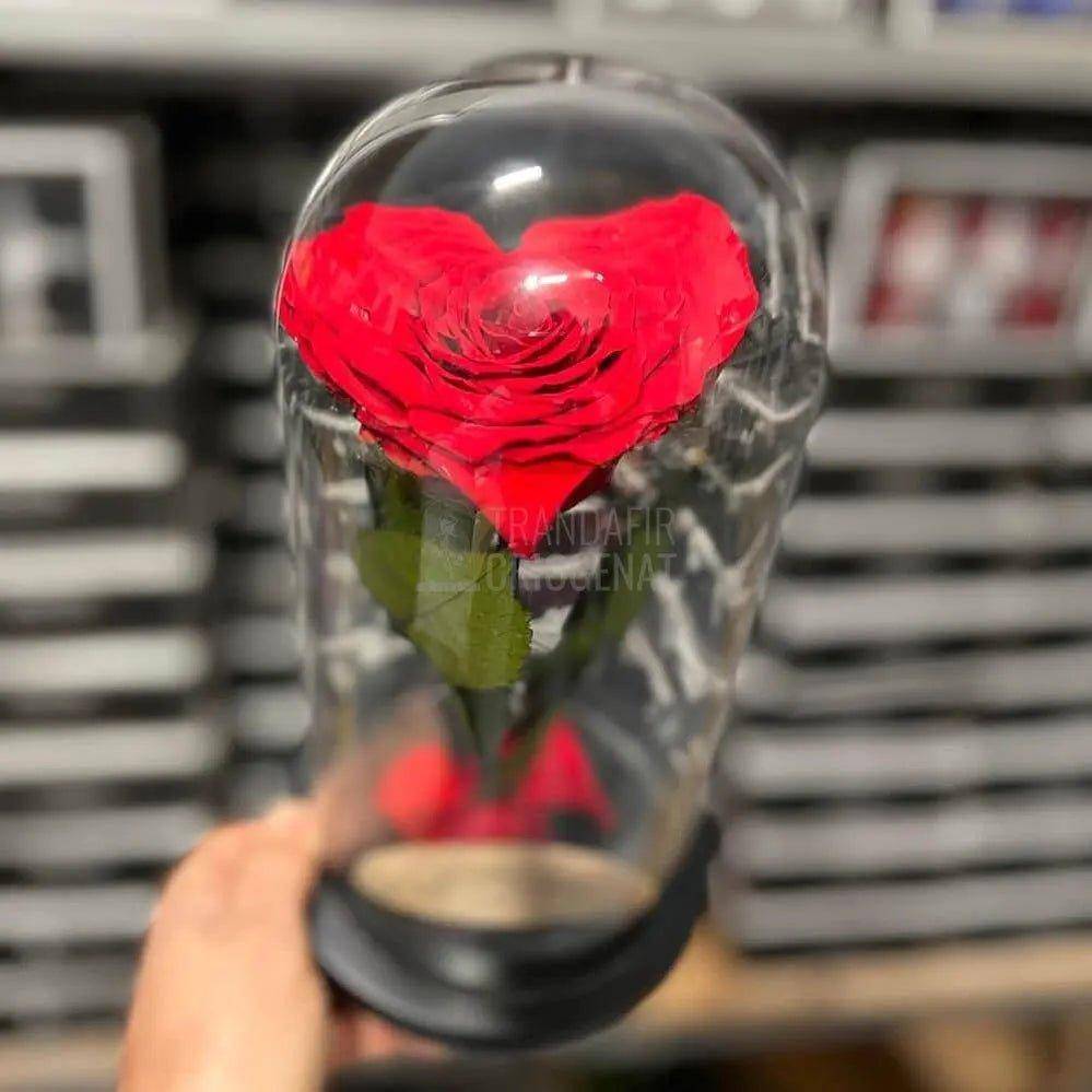 Trandafir Criogenat rosu in forma de inima in cupola 12x25cm - Trandafir-Criogenat.ro