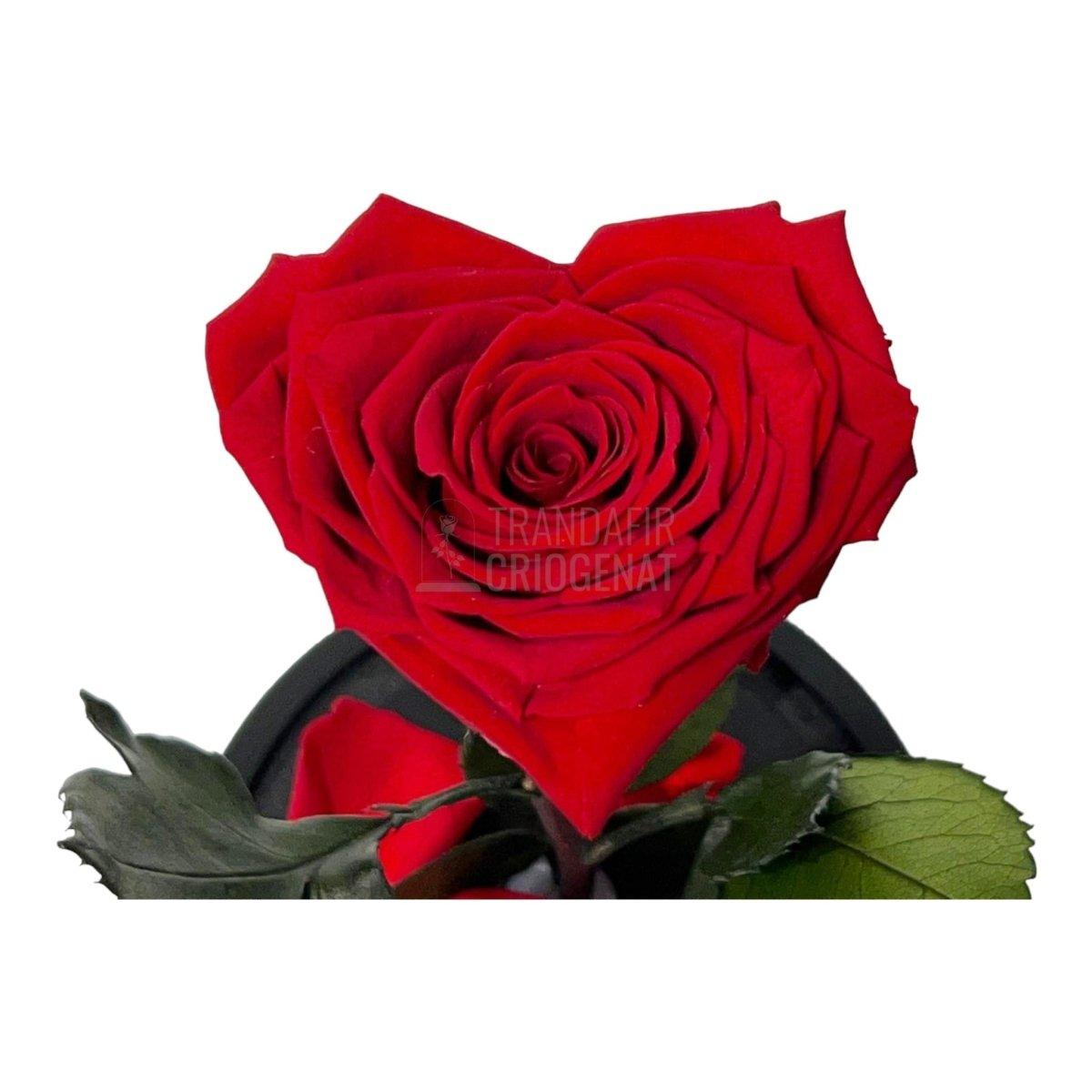 Trandafir Criogenat rosu inima Ø8cm in cupola 10x20cm - Trandafir-Criogenat.ro