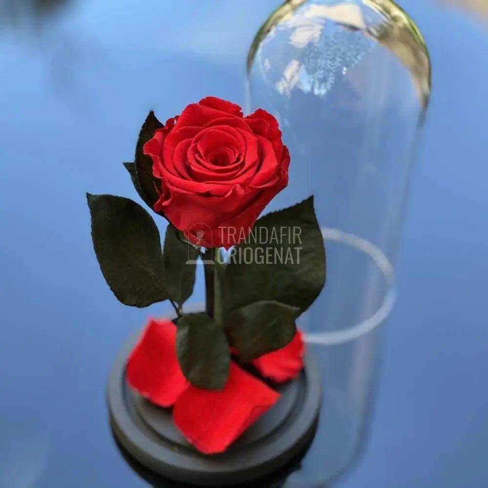 Trandafir Criogenat rosu Ø6,5cm in cupola de sticla 10x20cm - Trandafir-Criogenat.ro