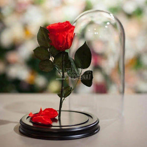 Trandafir Criogenat rosu Ø6,5cm in cupola de sticla 12x25cm - Trandafir-Criogenat.ro