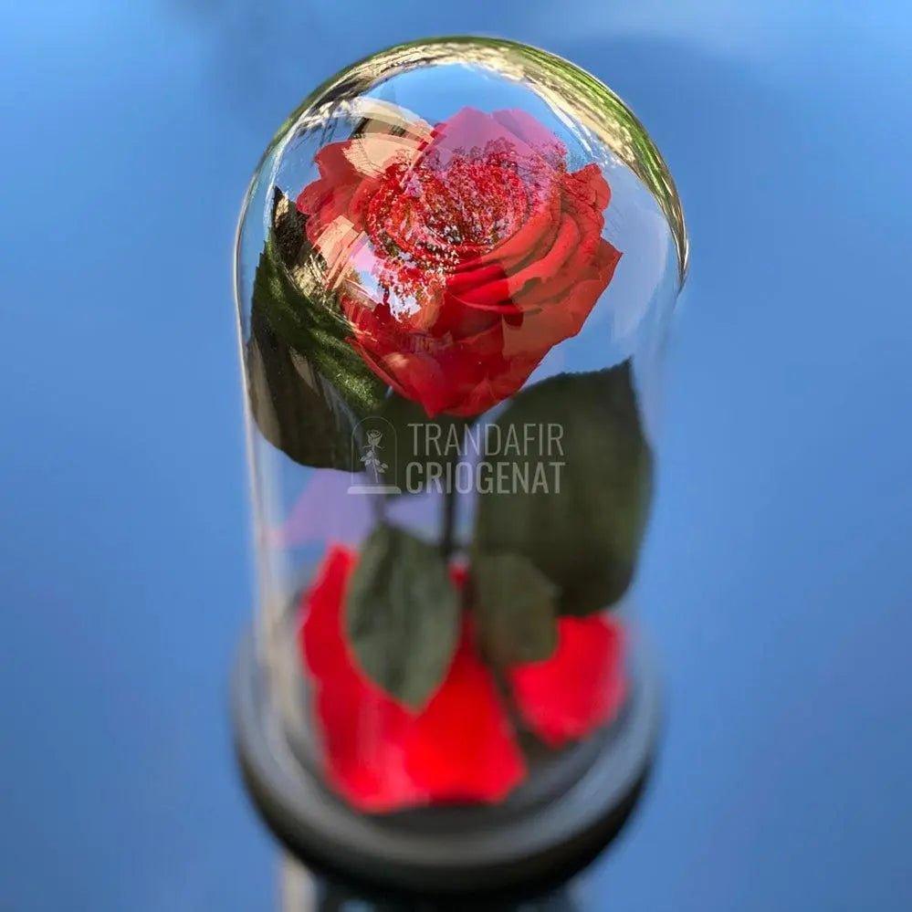Trandafir Criogenat rosu Ø6,5cm in cupola de sticla, cadou - Trandafir-Criogenat.ro