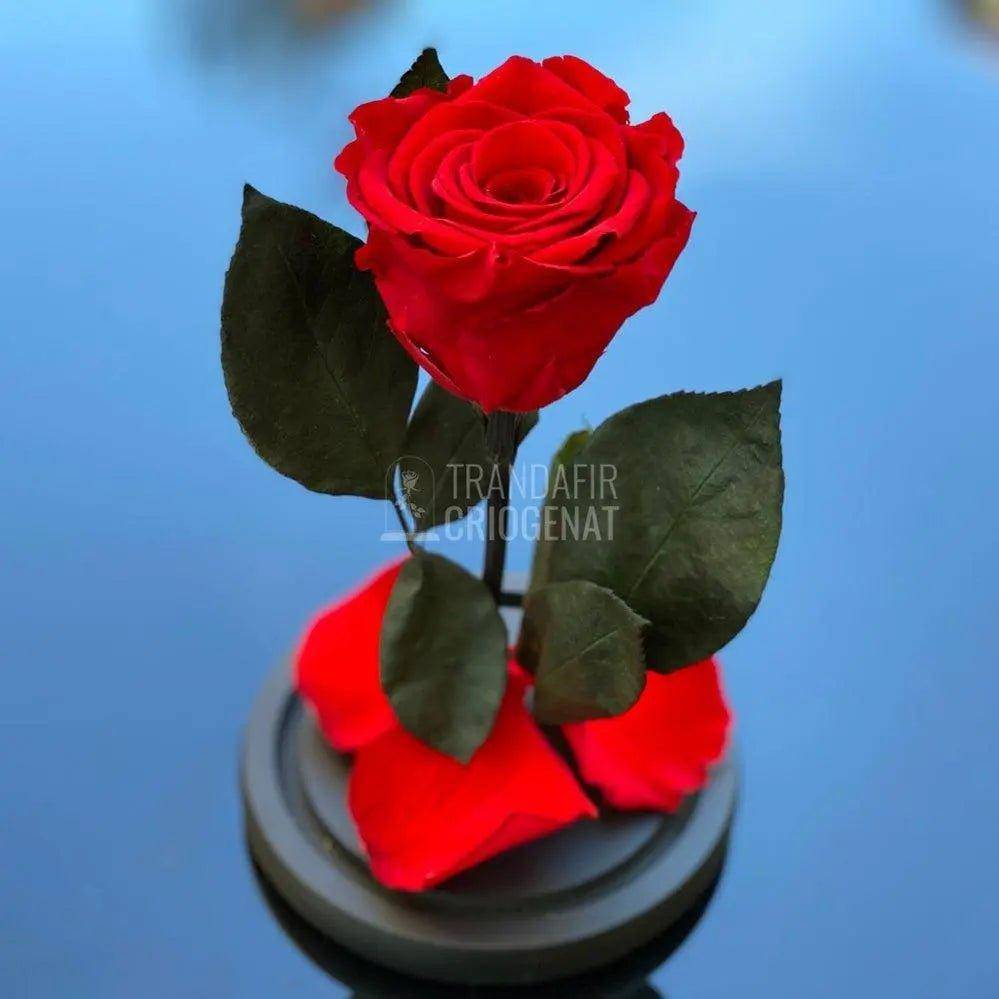 Trandafir Criogenat rosu Ø6,5cm in cupola de sticla, cadou - Trandafir-Criogenat.ro