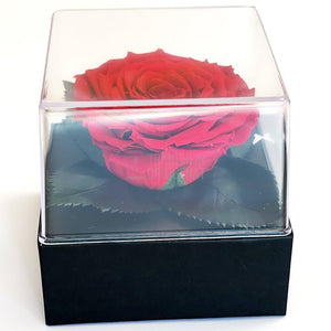 Trandafir Criogenat rosu Ø7-8cm in cutie cadou 10x10x11cm - Trandafir-Criogenat.ro