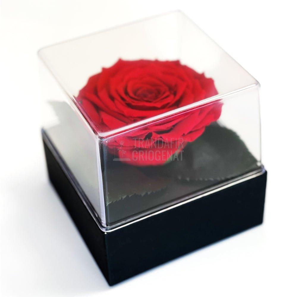 Trandafir Criogenat rosu Ø7-8cm in cutie cadou 10x10x11cm - Trandafir-Criogenat.ro
