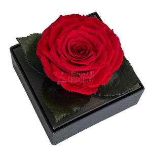 Trandafir Criogenat rosu Ø7-8cm in cutie cadou 10x10x11cm - Trandafir-Criogenat.ro