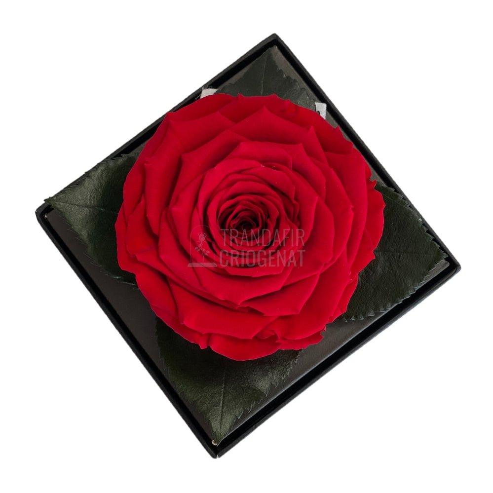 Trandafir Criogenat rosu Ø7-8cm in cutie cadou 10x10x11cm - Trandafir-Criogenat.ro
