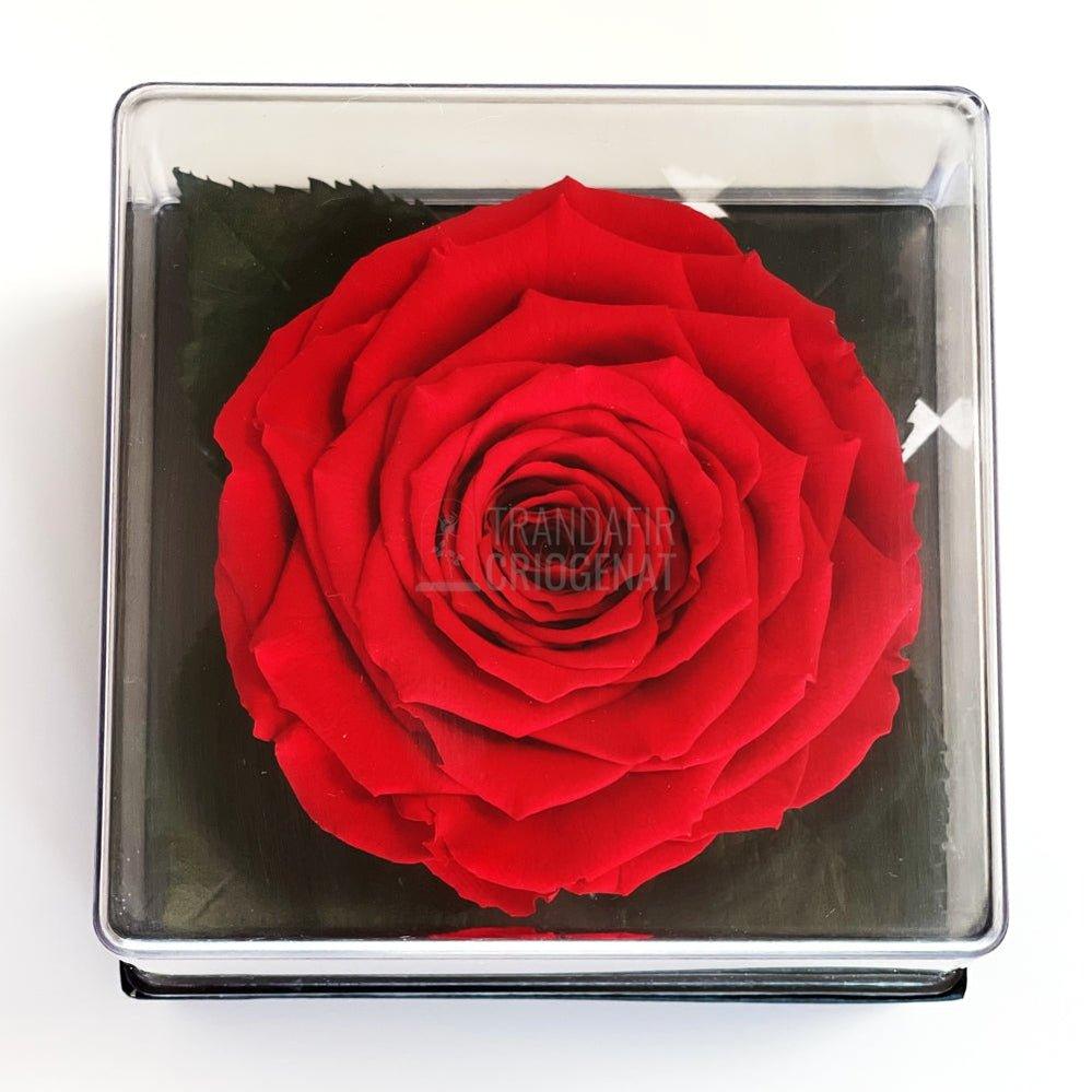 Trandafir Criogenat rosu Ø7-8cm in cutie cadou 10x10x11cm - Trandafir-Criogenat.ro