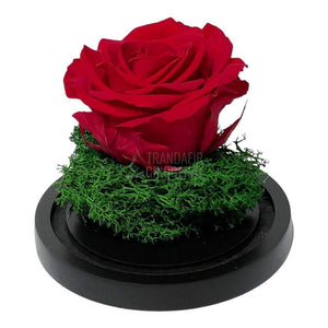 Trandafir Criogenat rosu Ø8cm in cupola de sticla 10x15cm - Trandafir-Criogenat.ro