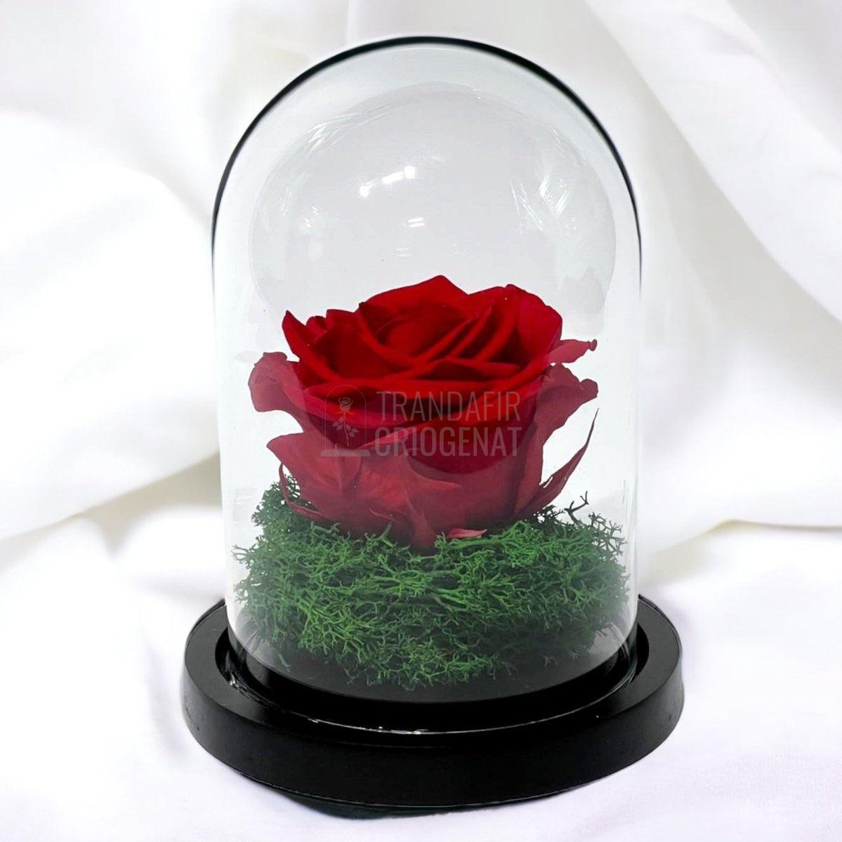 Trandafir Criogenat rosu Ø8cm in cupola de sticla 10x15cm - Trandafir-Criogenat.ro