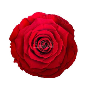 Trandafir Criogenat rosu Ø8cm in cupola de sticla 10x20cm - Trandafir-Criogenat.ro