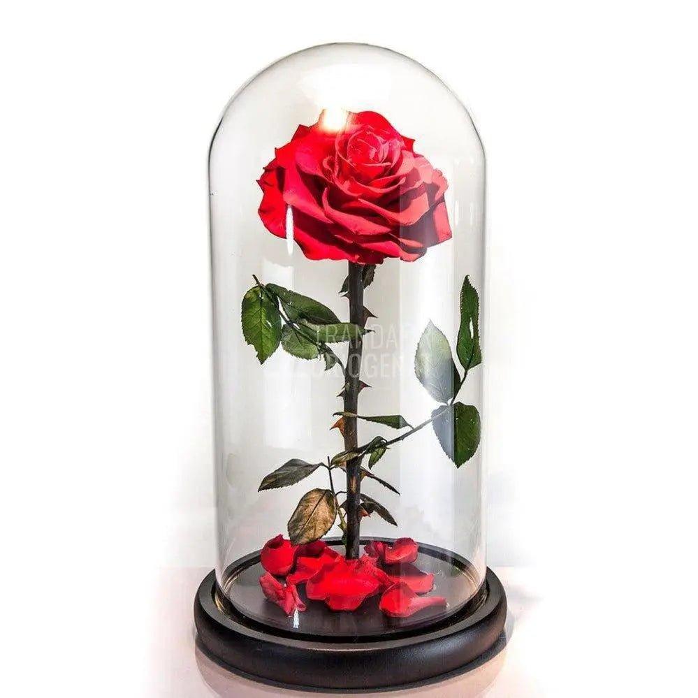 Trandafir Criogenat rosu Ø8cm in cupola de sticla 12x25cm - Trandafir-Criogenat.ro