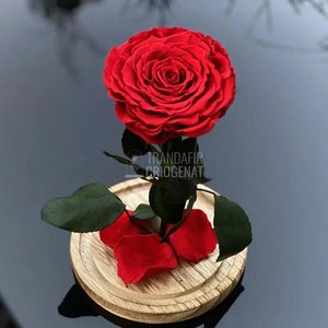 Trandafir Criogenat rosu Ø9,5cm in cupola de sticla 12x25cm - Trandafir-Criogenat.ro