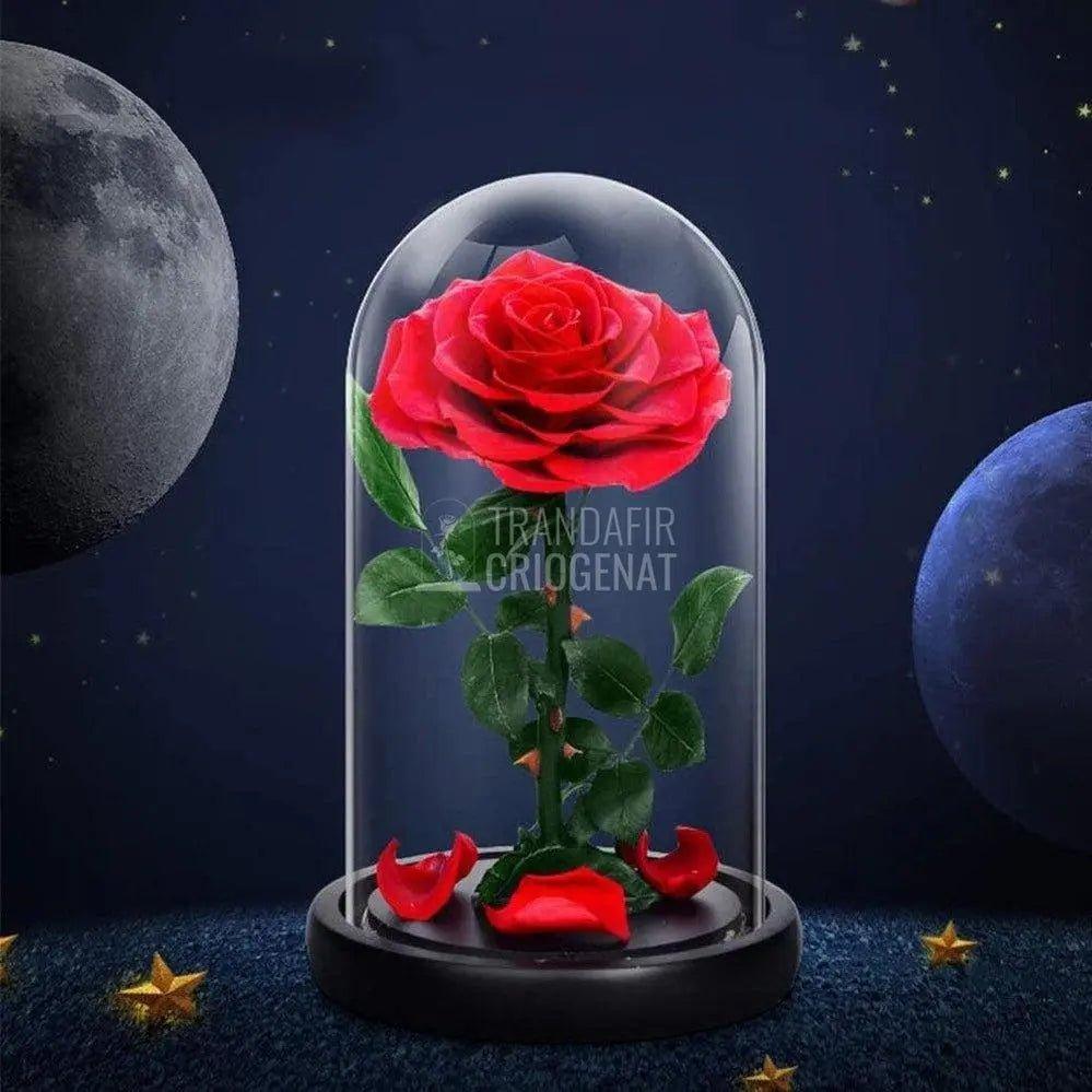 Trandafir Criogenat rosu Ø9,5cm in cupola de sticla, cu mesaj - Trandafir-Criogenat.ro