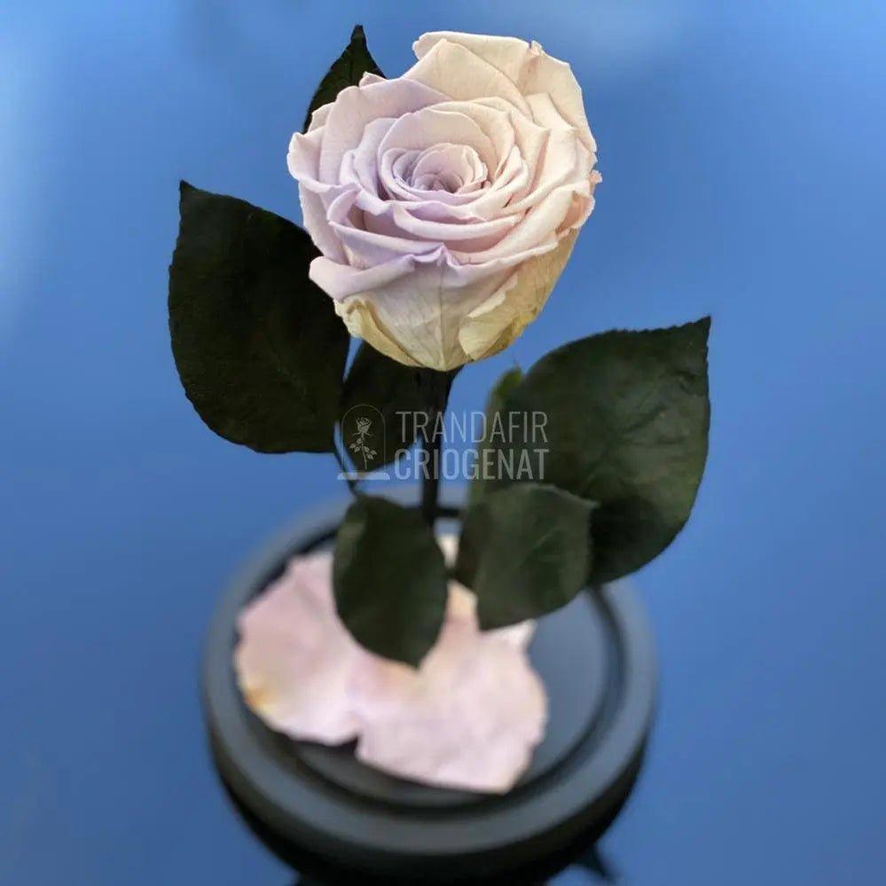 Trandafir Criogenat roz cu mov Ø6,5cm in cupola 10x20cm - Trandafir-Criogenat.ro