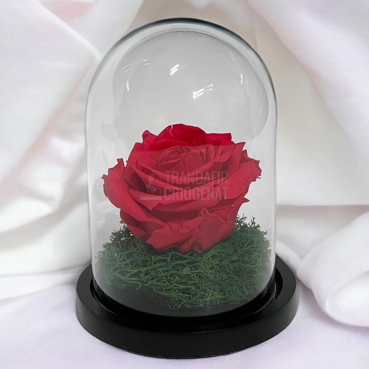 Trandafir Criogenat roz inchis Ø8cm in cupola sticla 10x15cm - Trandafir-Criogenat.ro