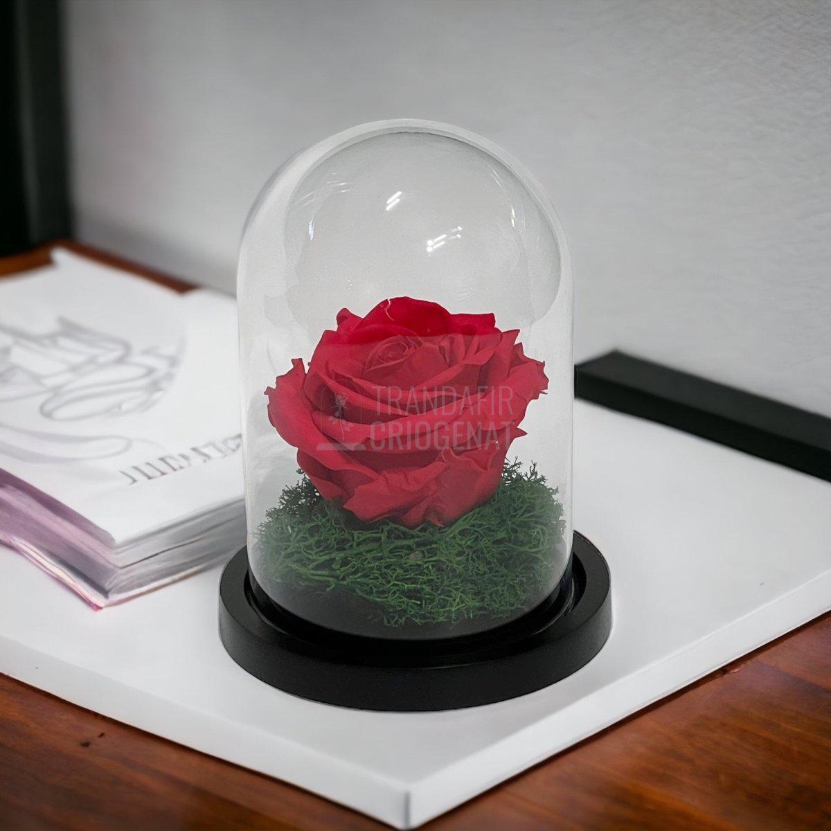 Trandafir Criogenat roz inchis Ø8cm in cupola sticla 10x15cm - Trandafir-Criogenat.ro
