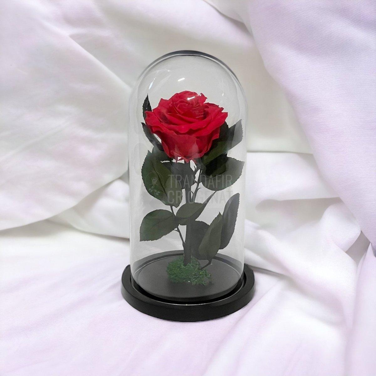 Trandafir Criogenat roz inchis Ø8cm in cupola sticla 12x25cm - Trandafir-Criogenat.ro