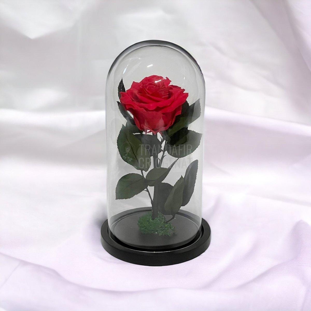 Trandafir Criogenat roz inchis Ø8cm in cupola sticla 12x25cm - Trandafir-Criogenat.ro