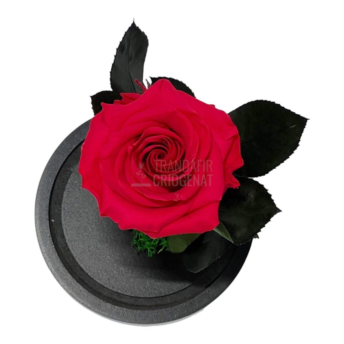 Trandafir Criogenat roz inchis Ø8cm in cupola sticla 12x25cm - Trandafir-Criogenat.ro