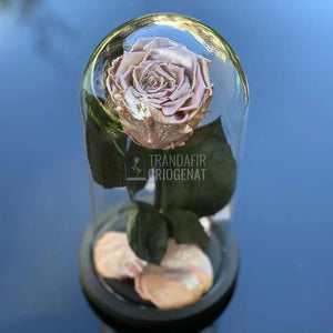 Trandafir Criogenat roz metalizat Ø6,5cm in cupola 10x20cm - Trandafir-Criogenat.ro