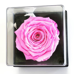 Trandafir Criogenat roz Ø7-8cm in cutie cadou 10x10x11cm - Trandafir-Criogenat.ro