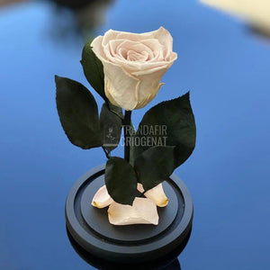 Trandafir Criogenat roz pal Ø6,5cm in cupola de sticla 10x20cm - Trandafir-Criogenat.ro