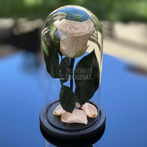 Trandafir Criogenat roz pal Ø6,5cm in cupola de sticla 10x20cm - Trandafir-Criogenat.ro